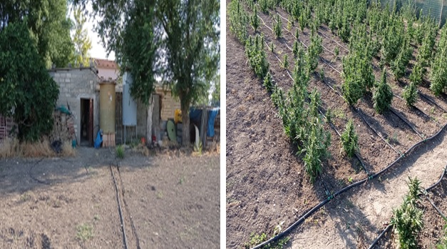 San Marco in Lamis, scovata una piantagione di marijuana: arrestato un 45enne del posto