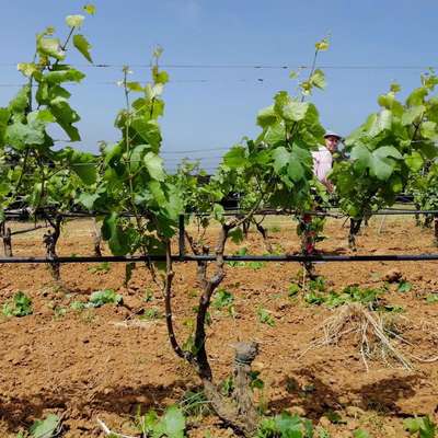 Vendemma, Coldiretti Puglia: Lieve ritardo ma qualità eccellente