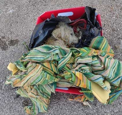 Non ce l'ha fatta il cucciolo gettato nel cassonetto ieri, il piccolo Severo è morto