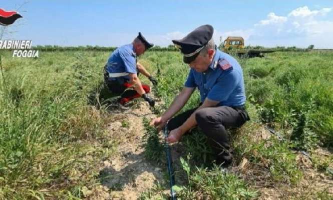 Scoperta piantagione con oltre 3.400 piante di cannabis a Trinitapoli. Arrestato 51enne