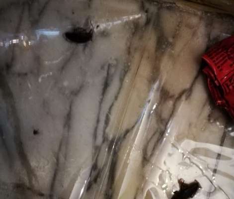 Cerignola, Invasi dalle blatte, sono ovunque. Scatta la segnalazione alla Asl
