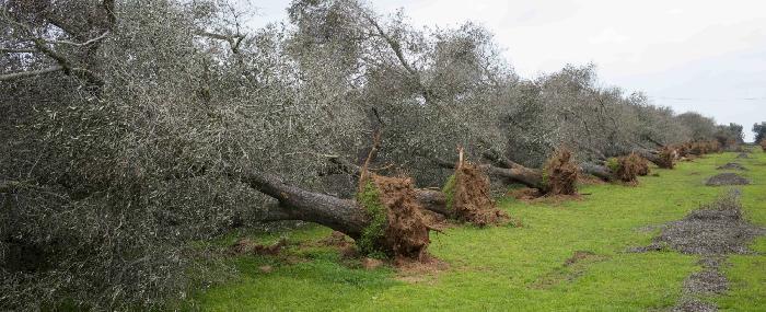 Olivicoltura pugliese a picco. - 90% di olio dal Salento per la xylella. Ora il pericolo avanza verso nord