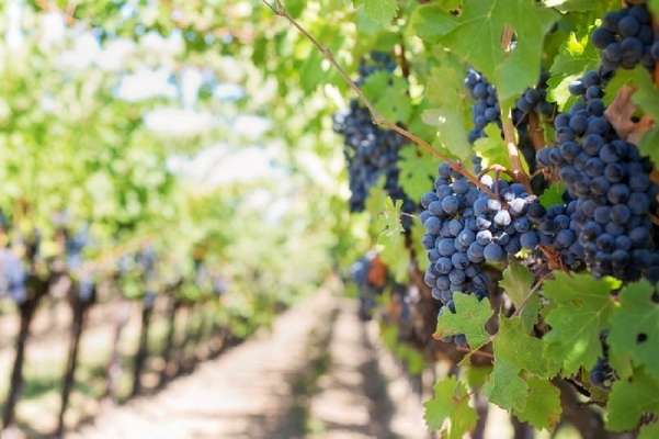 Vino, Coldiretti Foggia: "Prezzi dell'uva in caduta libera"
