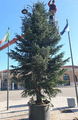 Alt: sosta rossa a San Severo con l'abete e i nomi delle donne vittime di femminicidio