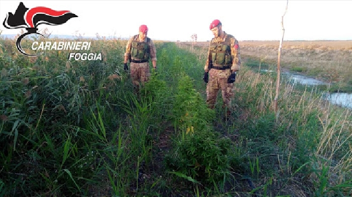 Vietnamita a Serracapriola, trovata piantagione di marijuana che avrebbe prodotto 17 mila dosi di droga