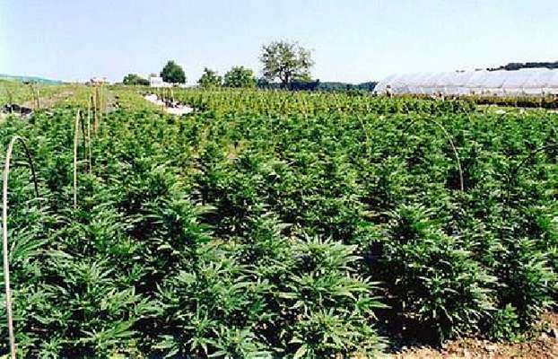 Cerignola, carabinieri scovano un'altra piantagione di cannabis. Sequestrate 920 piante
