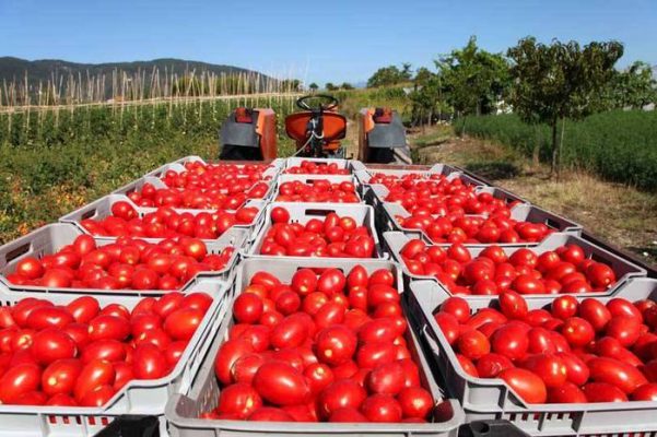 Pomodoro, Coldiretti Foggia: Prima riunione del comitato Dop pomodoro di Puglia