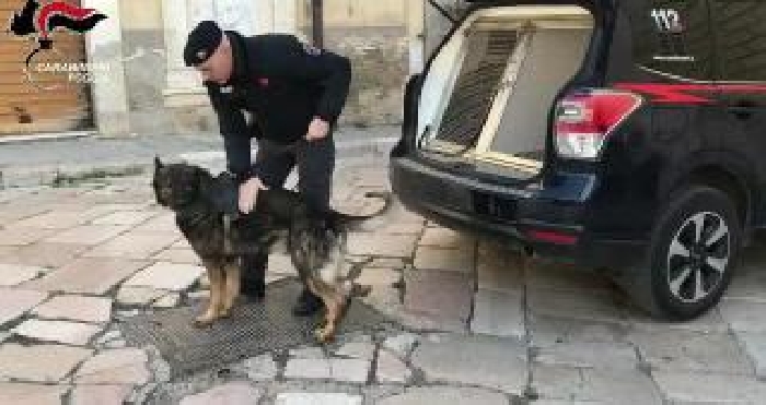 Torremaggiore, pusher fermato grazie all'ausilio delle Unità  Cinofile