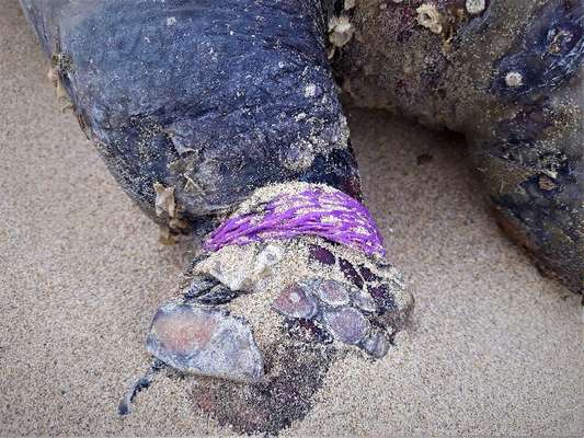 Ecatombe di tartarughe caretta caretta tra Marina di Lesina e Torre Mileto: sei esemplari morti in otto giorni