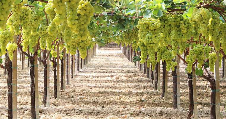 Uva da tavola, Coldiretti Puglia: Svendita a 0,99 cent al chilo è inaccettabile