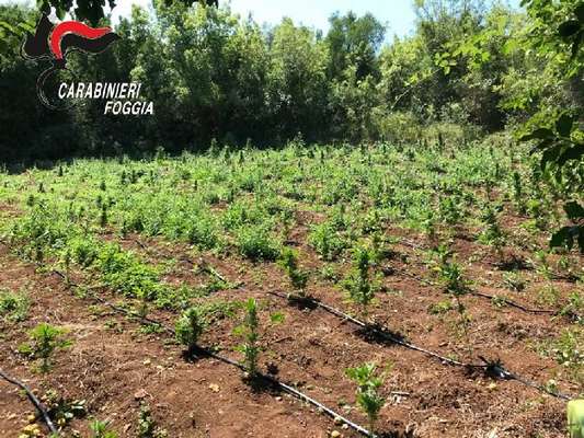Rinvenuta un'altra estesa piantagione di marijuana nascosta tra le campagne della Capitanata