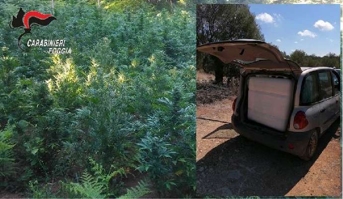 San Nicandro Garganico: scoperta una piantagione di marijuana, un arresto