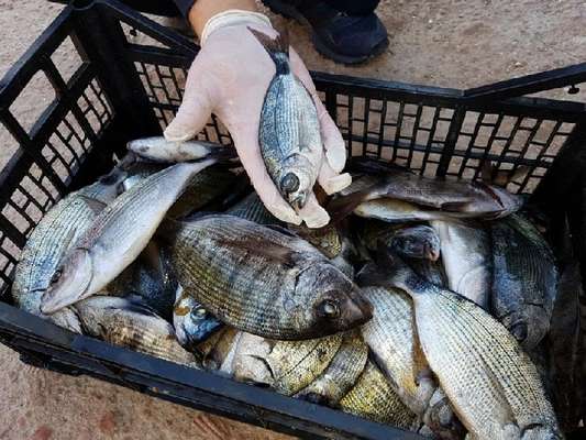 Covid-19, il pesce confiscato sulle tavole di 4 milioni di nuovi poveri