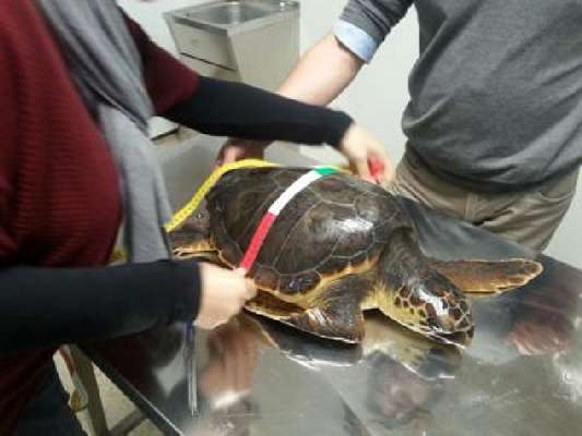 Tornano in mare le Caretta Caretta assistite al Centro di recupero di Manfredonia, mercoledì la liberazione