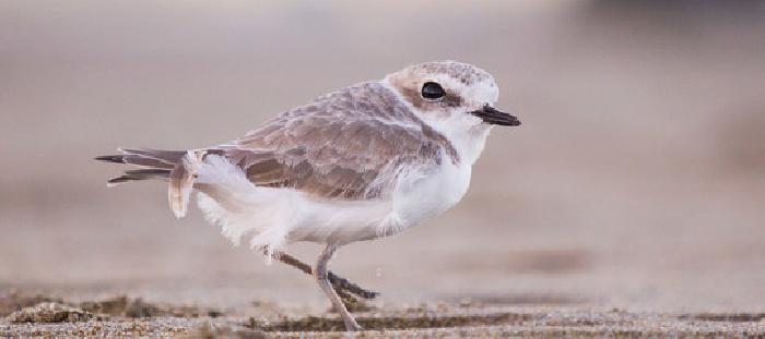 Adocchia un Fratino: sulla spiaggia di Zapponeta, una mattinata dedicata a conoscere un animale in pericolo