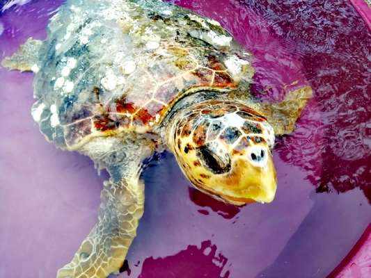 VIDEO I La liberazione di Uragano, una delle due tartarughe Caretta Caretta raccolte e curate a Manfredonia