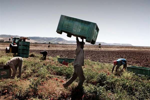 Ordinanza Emiliano, organizzazioni agricole: Definire con urgenza tutte le attività a rischio