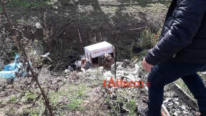 4 cuccioli abbandonati tra i rifiuti. Provvidenziale l'intervento della Polizia Locale