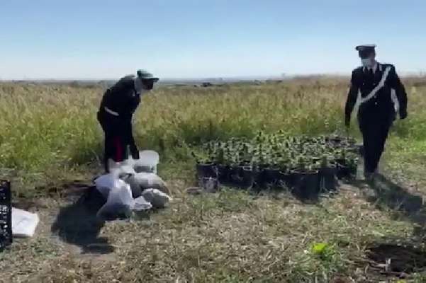 Scoperta piantagione di marijuana a Margherita di Savoia, sequestrate oltre 70 piante di cannabis