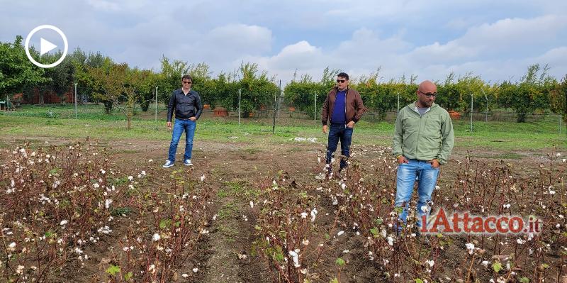 Il primo cotone biologico europeo a San Paolo di Civitate