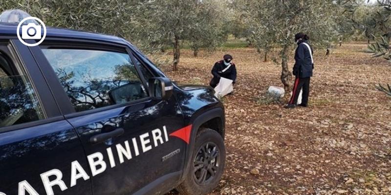 San Severo, rubati 40 quintali di olive