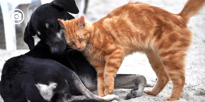 Manfredonia, corso volontari per randagismo canino e felino, operatori di canile, dog sitter e gestori di pensione per cani e gatti