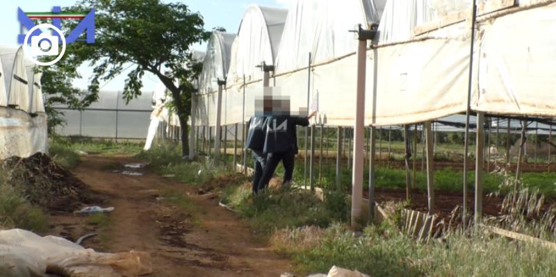 Produzione di droga dall’Albania alle province di Bari e Foggia, Dia esegue 11 misure cautelari agli arresti domiciliari
