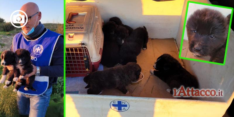 Manfredonia, salvata cucciolata abbandonata di 6 cani. Erano nascosti all’interno di un canale di scolo