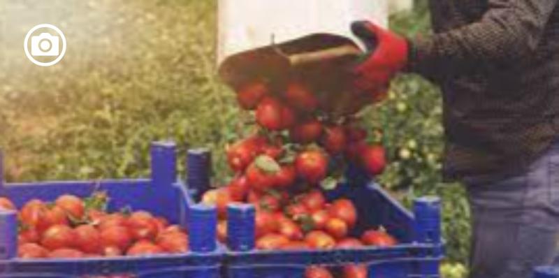Pomodori e "salva salute", arriva il protocollo tra Asl Foggia e Prefettura 