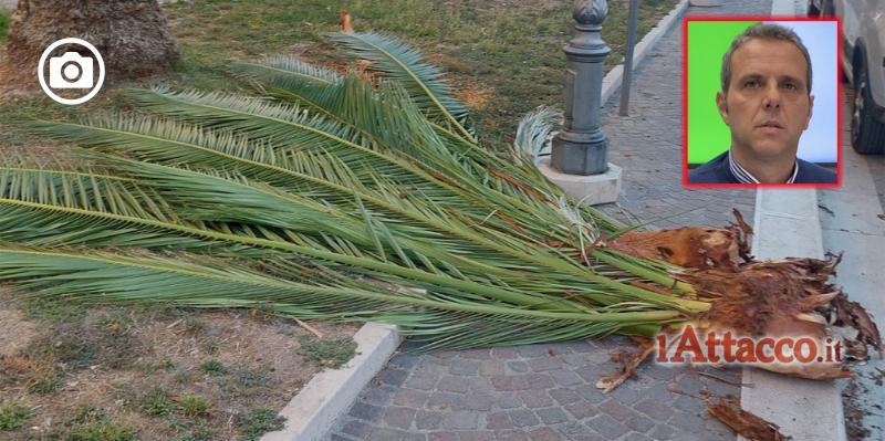San Severo, Orlando (Lega): “Palme rischiano di cadere in testa ai cittadini e nessuno della maggioranza sembra preoccuparsene”
