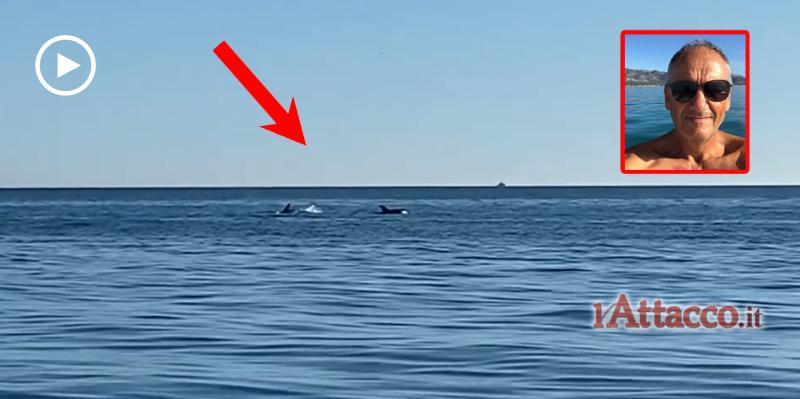 Gruppo di delfini nel mare di Manfredonia, “Non li avevo mai visti nel nostro golfo a dicembre”