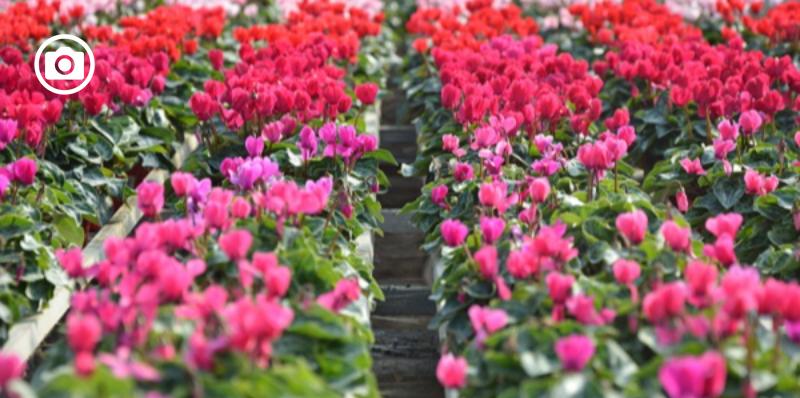 Coldiretti: "Per San Valentino un italiano su 2 sceglie di donare fiori al partner"