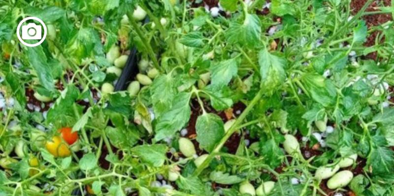 Siccità, Coldiretti Puglia: "La pioggia salva i raccolti, ma c'è rischio grandine e gelo"