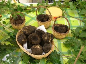 Il_tartufo_sui_Monti_Dauni