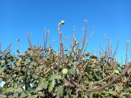 fichi_in_produzione_a_novembre__copy_1