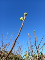fichi_in_produzione_a_novembre_copy_1