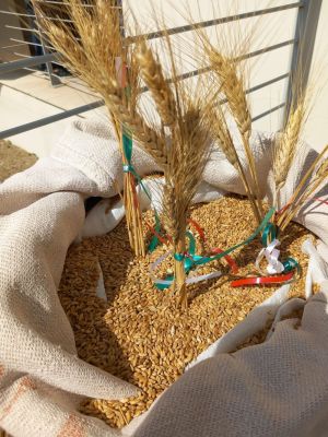 grano_manifestazione_0553