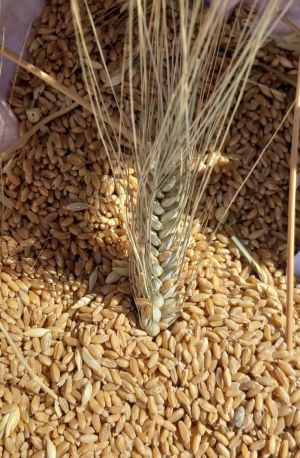 grano_manifestazione_0831