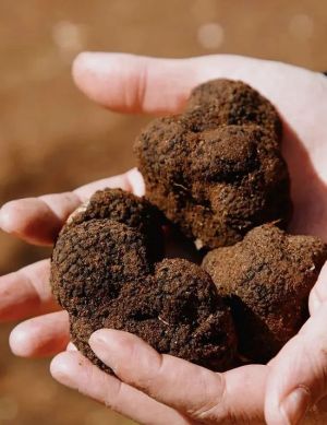 il_tartufo_in_Puglia
