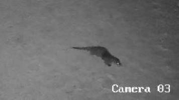 telecamera_LONTRA_original
